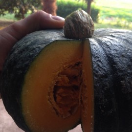 ZUCCA DELICA