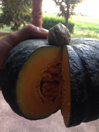 ZUCCA DELICA